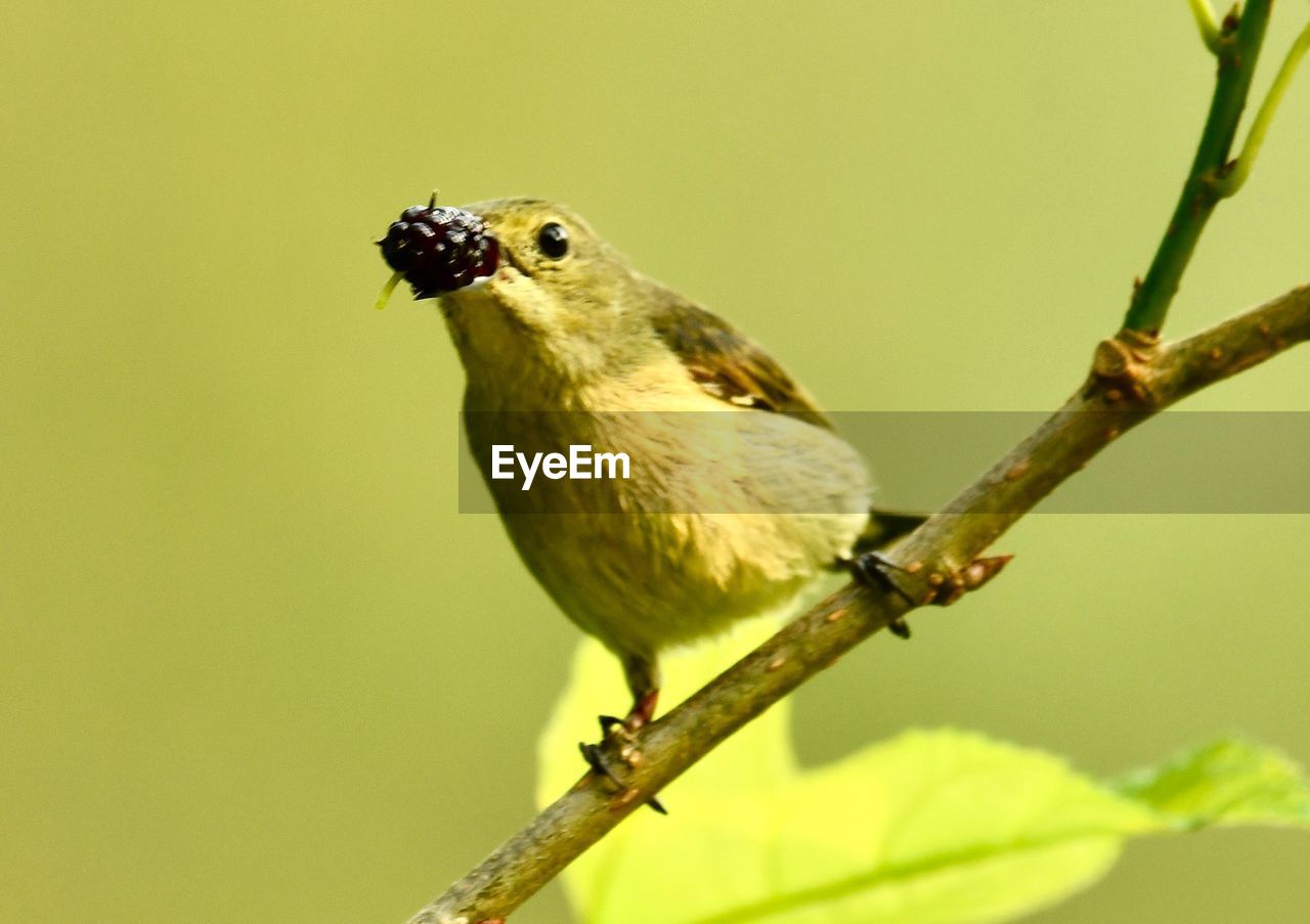 CLOSE-UP OF BIRD PERCHING ON TREE