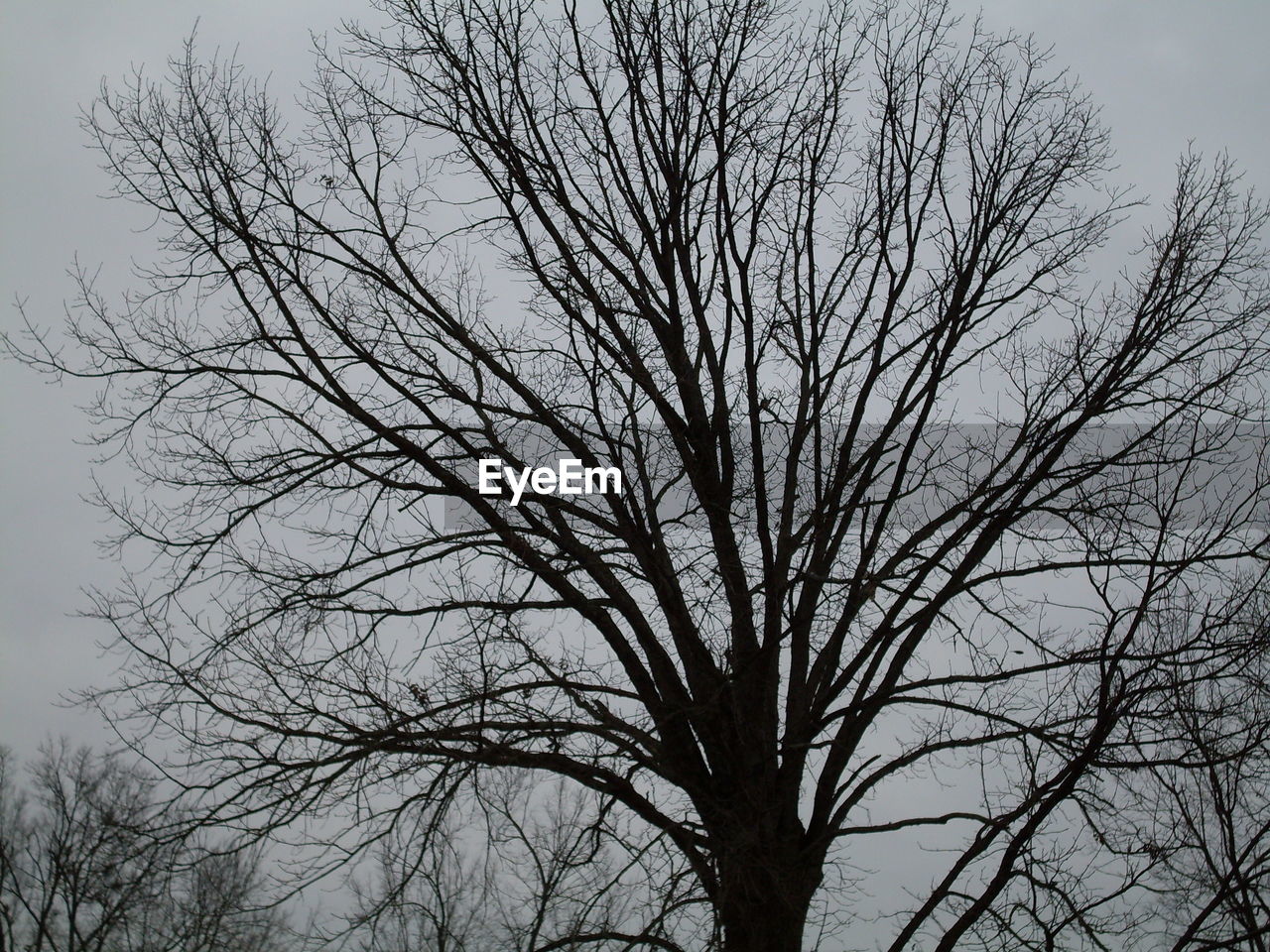 LOW ANGLE VIEW OF BARE TREES AGAINST SKY