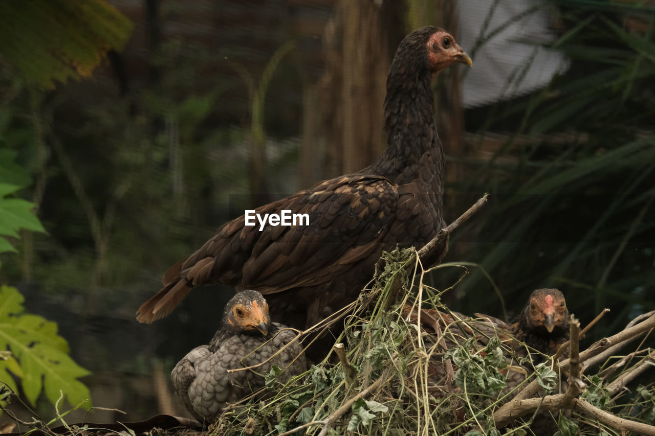 VIEW OF BIRDS PERCHING ON A TREE