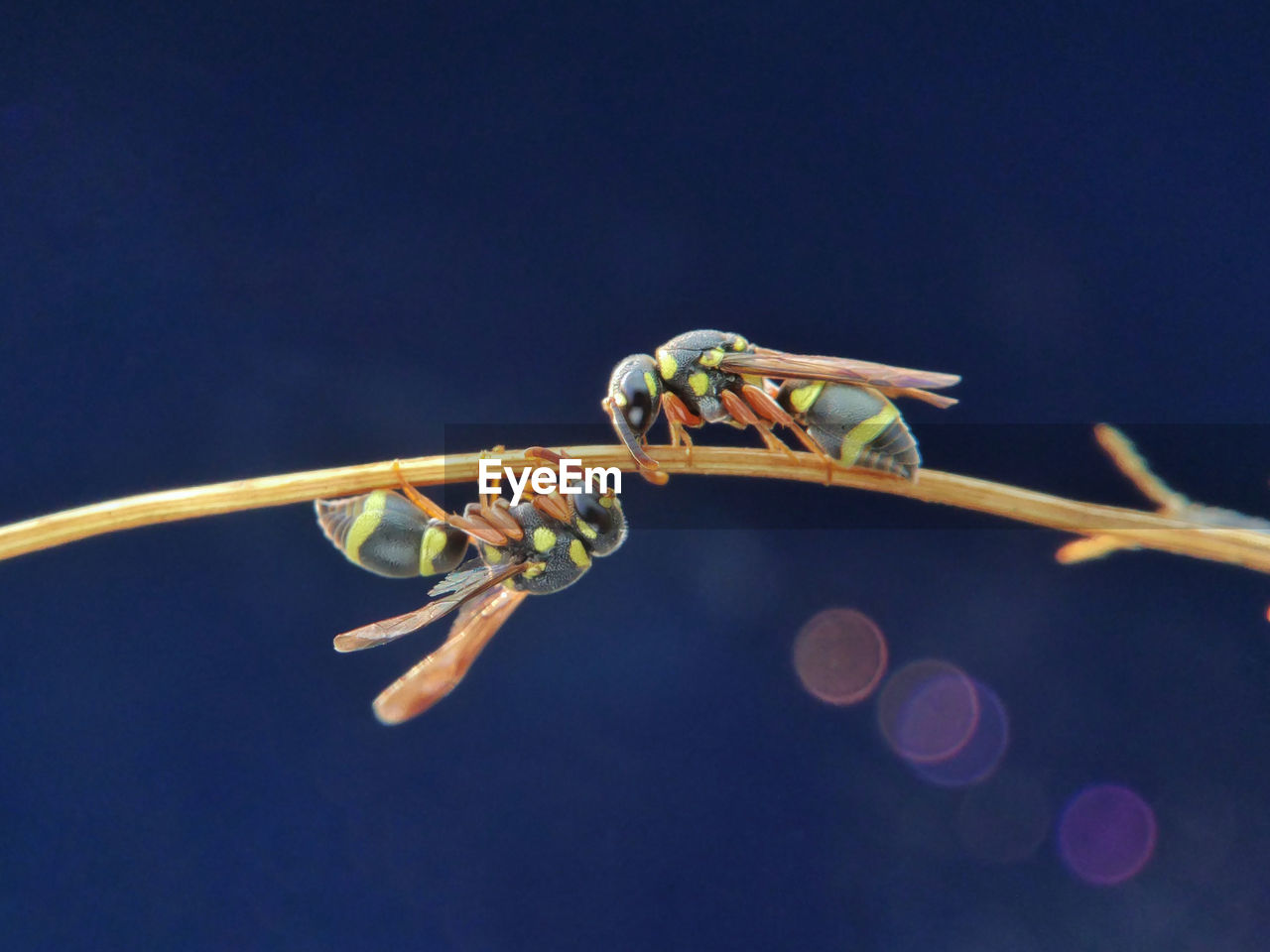 Close-up of insect on leaf
