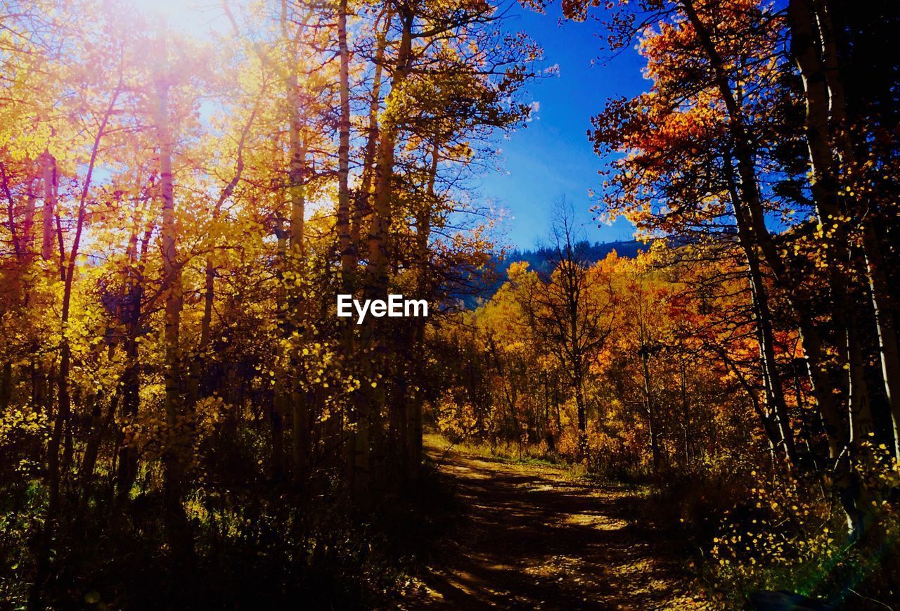 VIEW OF TREES ON FOOTPATH DURING AUTUMN