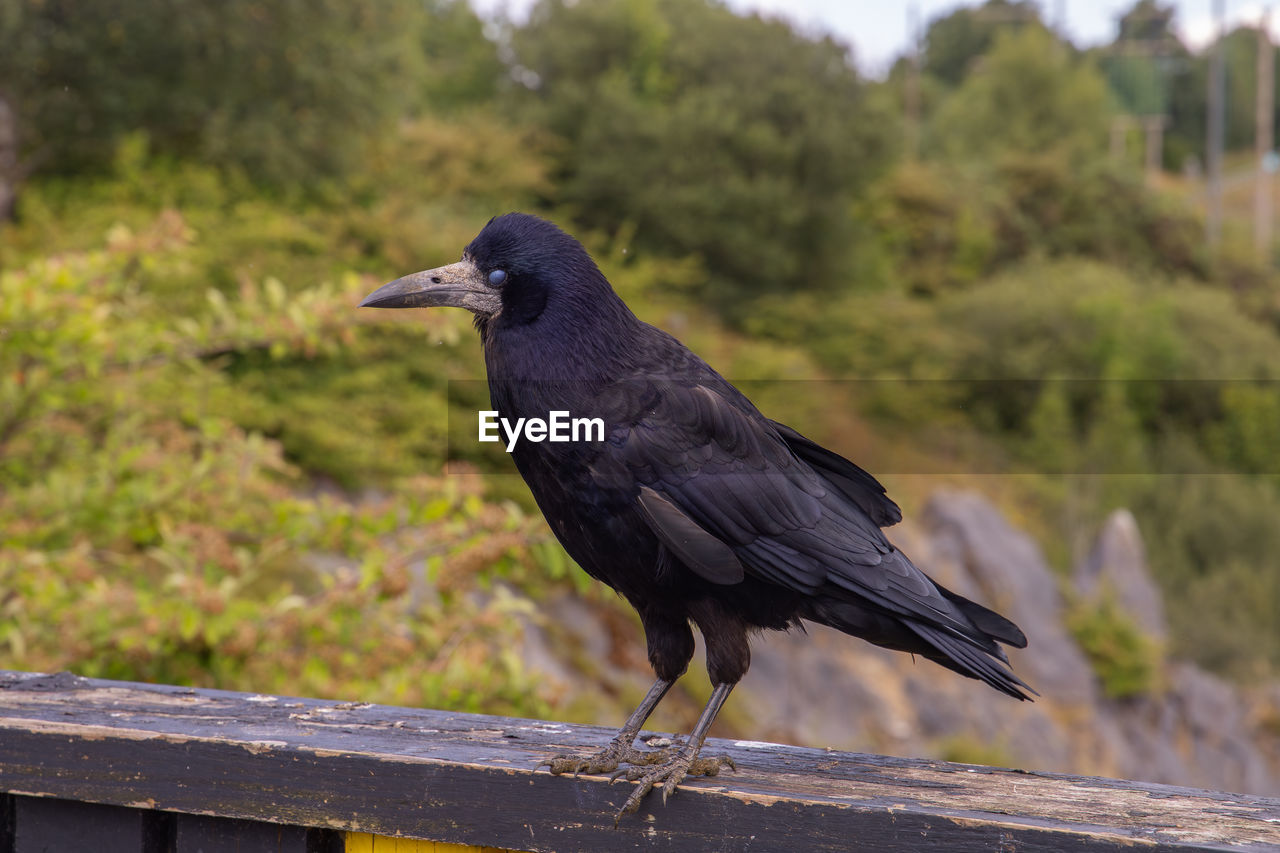 animal themes, animal, bird, animal wildlife, wildlife, one animal, black, crow, crow-like bird, beak, wood, no people, perching, raven, nature, full length, outdoors, side view, day, plant, focus on foreground, tree