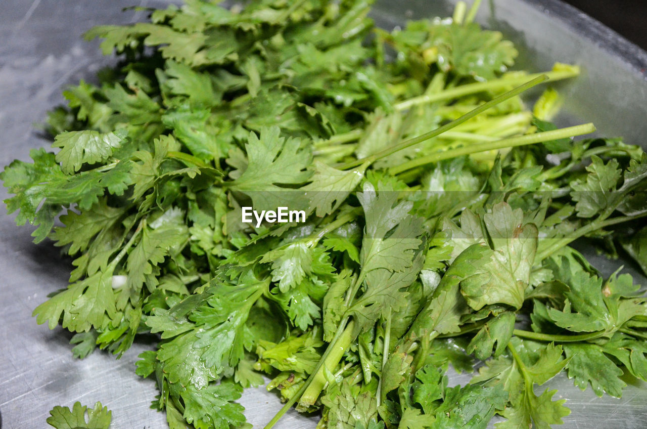 HIGH ANGLE VIEW OF CHOPPED LEAVES AND GREEN PLANT