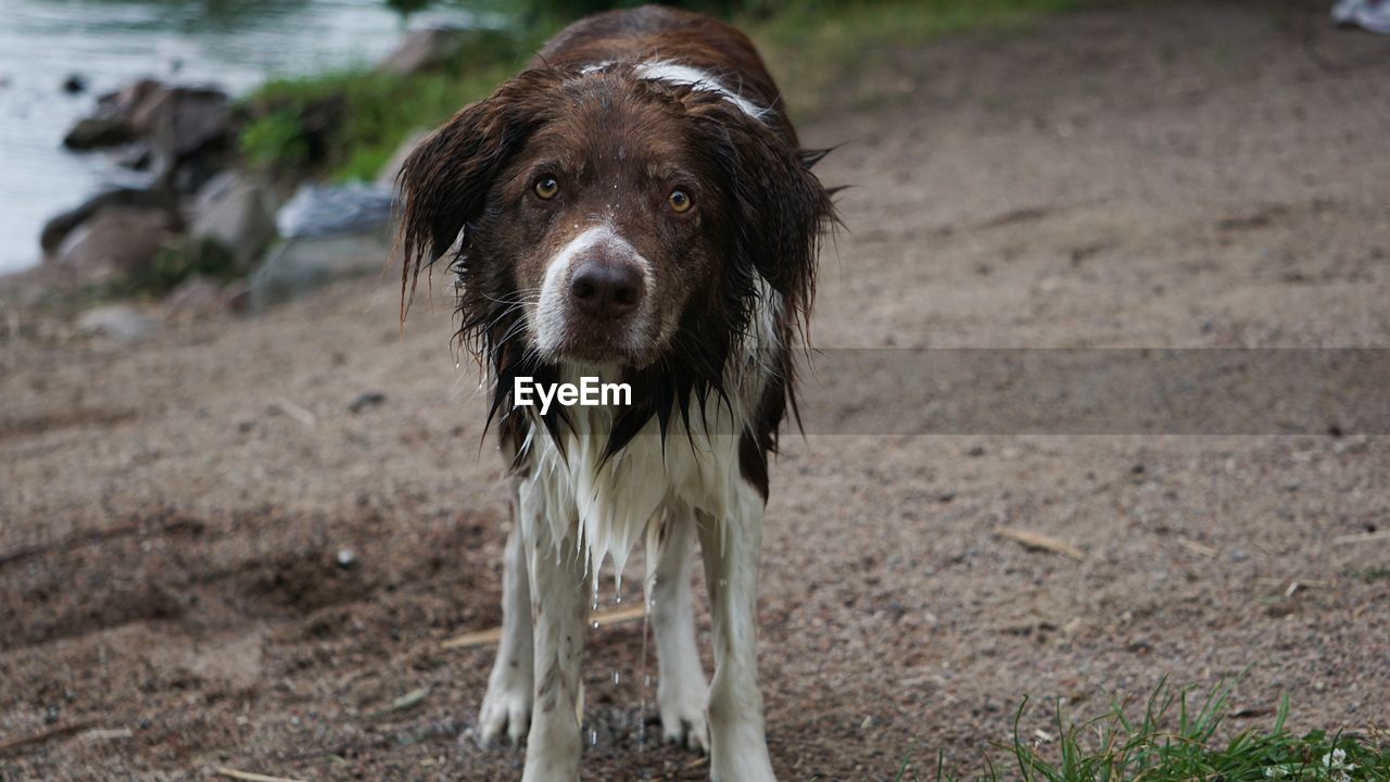 Close-up portrait of dog standing on field