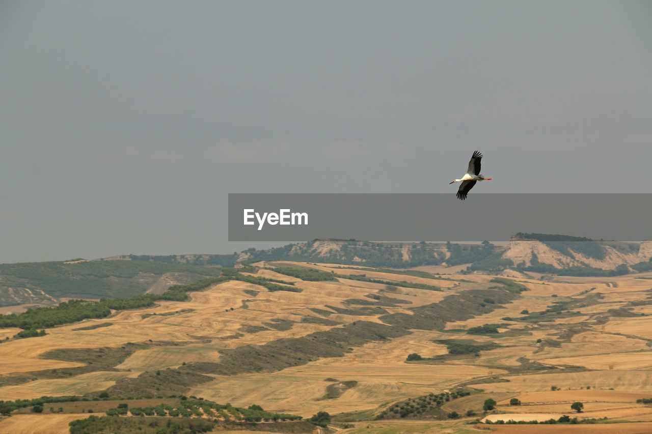 Stork flying over landscape against clear sky