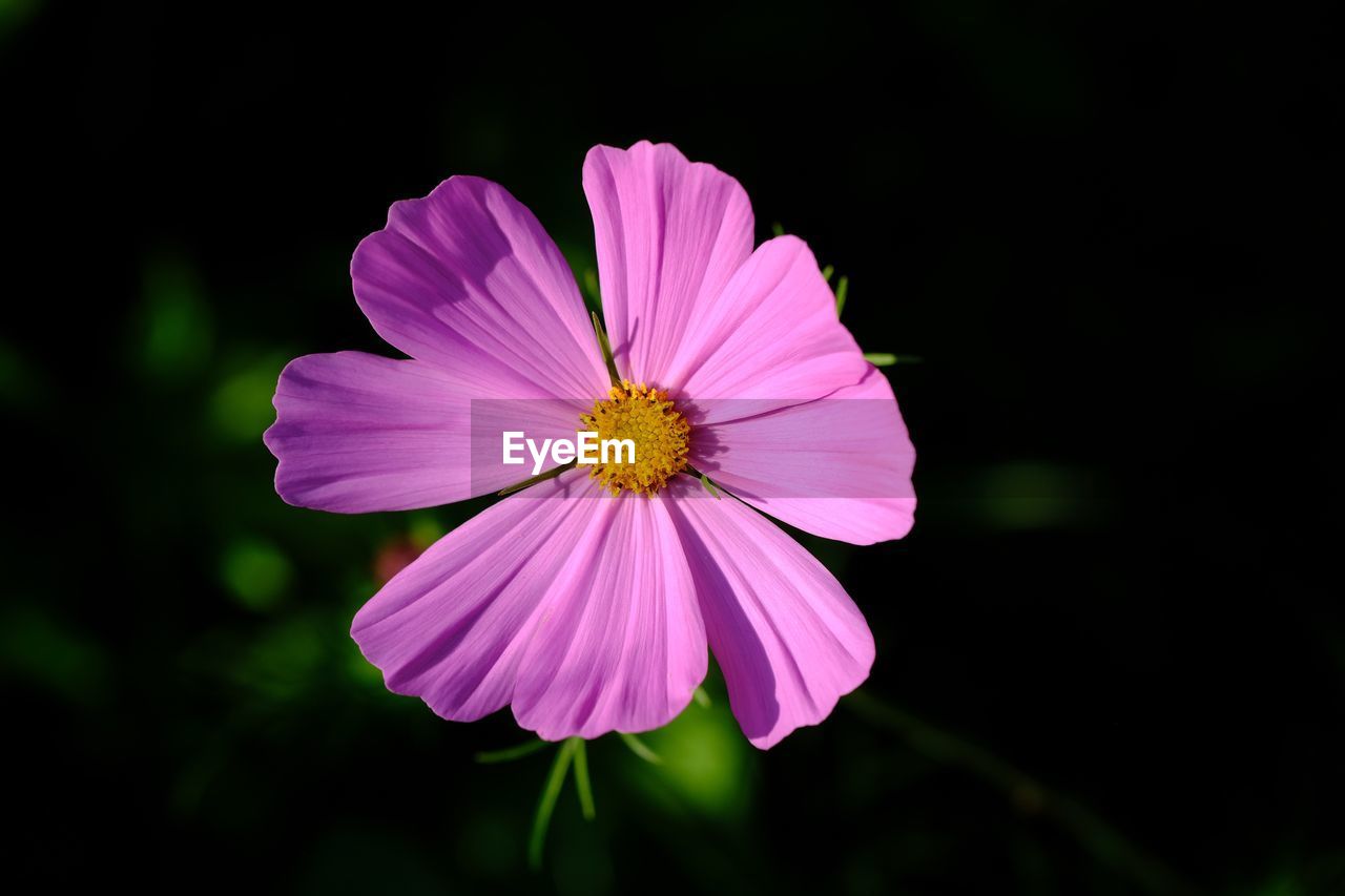 CLOSE-UP OF PINK COSMOS FLOWER AGAINST PURPLE BACKGROUND