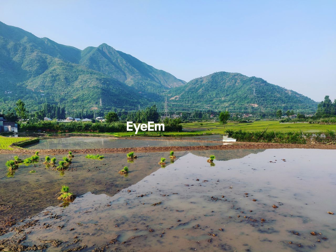 Paddy fields of kashmir