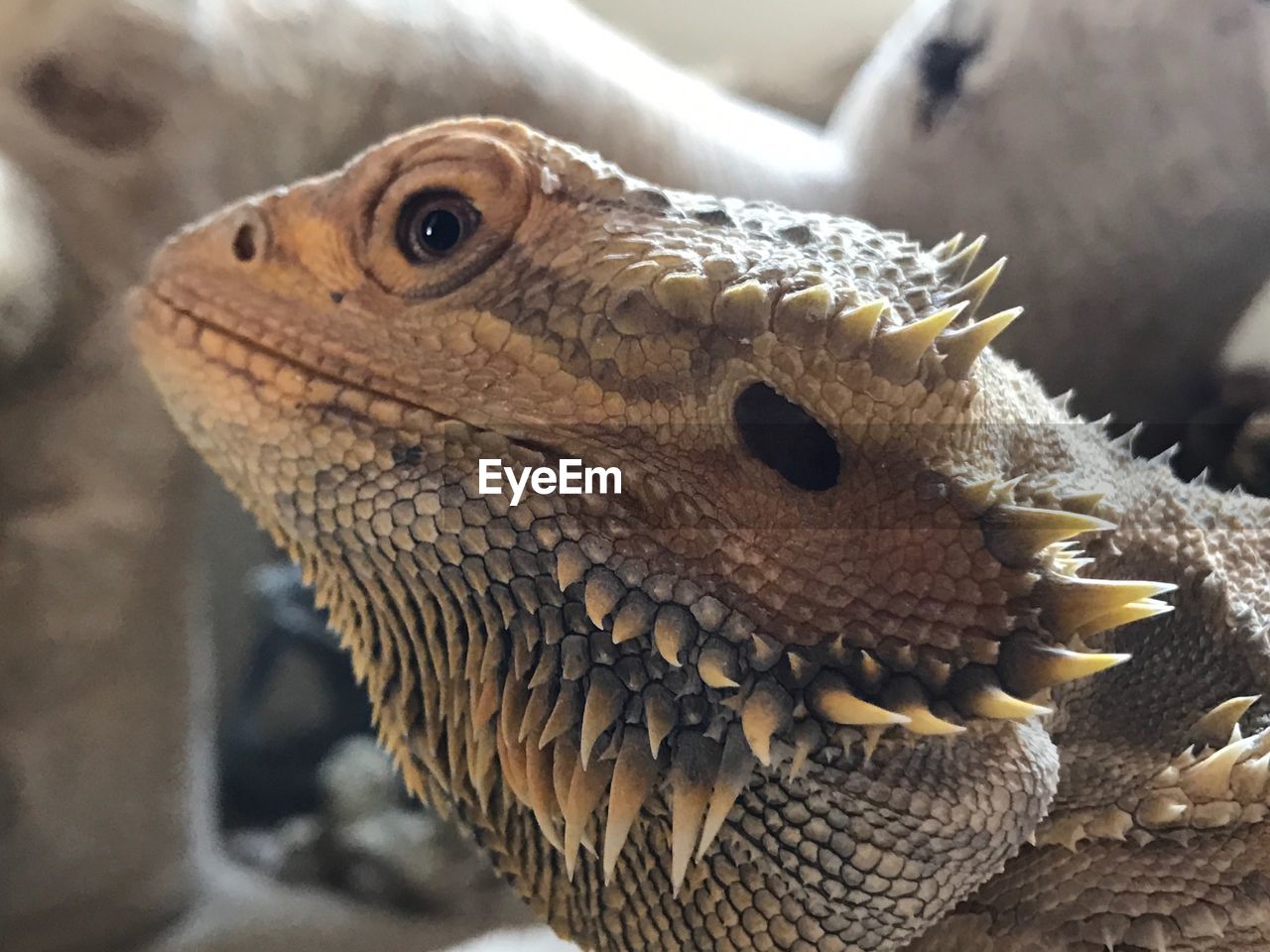 CLOSE-UP OF LIZARD OUTDOORS