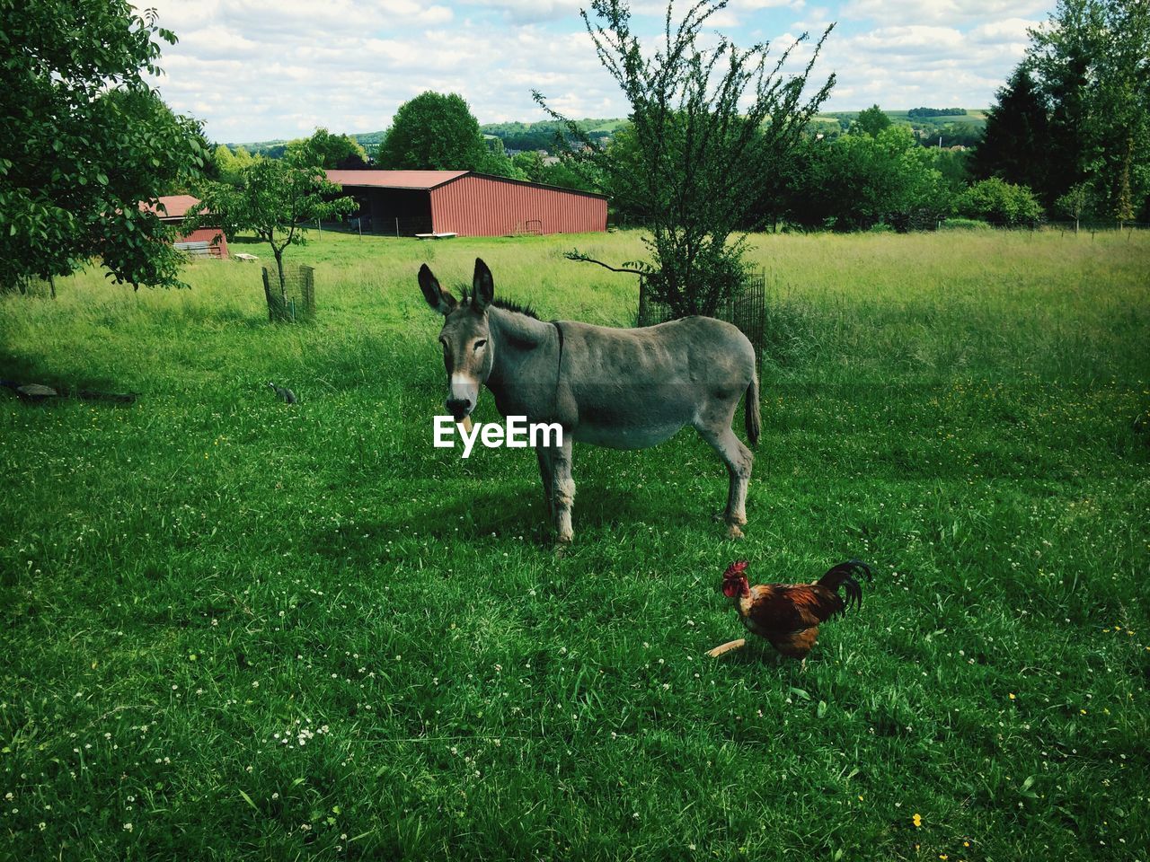 Side view of a donkey and rooster on landscape