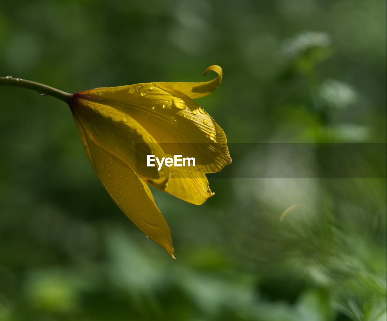 Close-up of yellow flowering plant