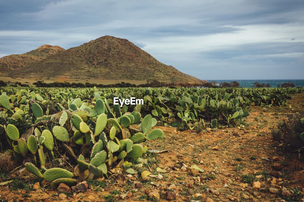 Cactus plants on field against cloudy sky on sunset