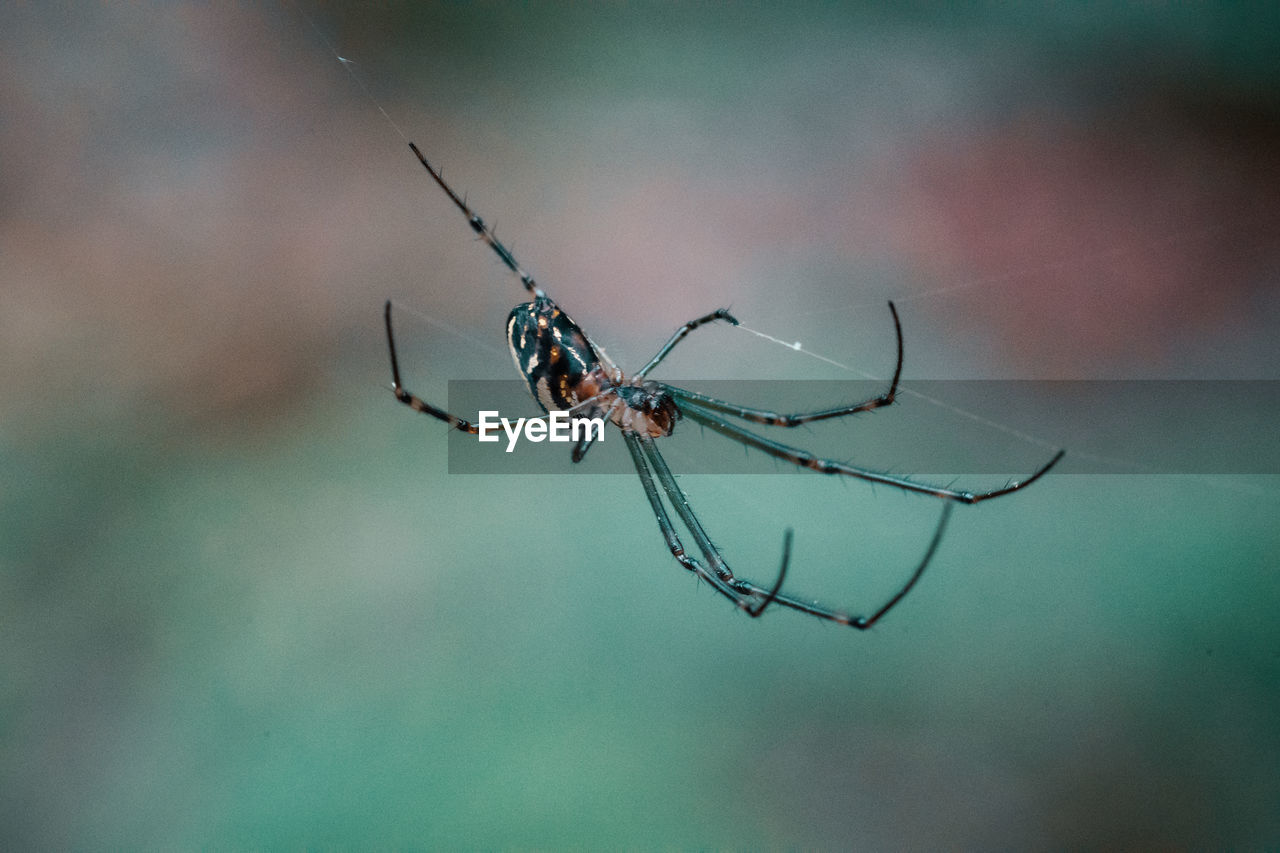 SPIDER ON WEB