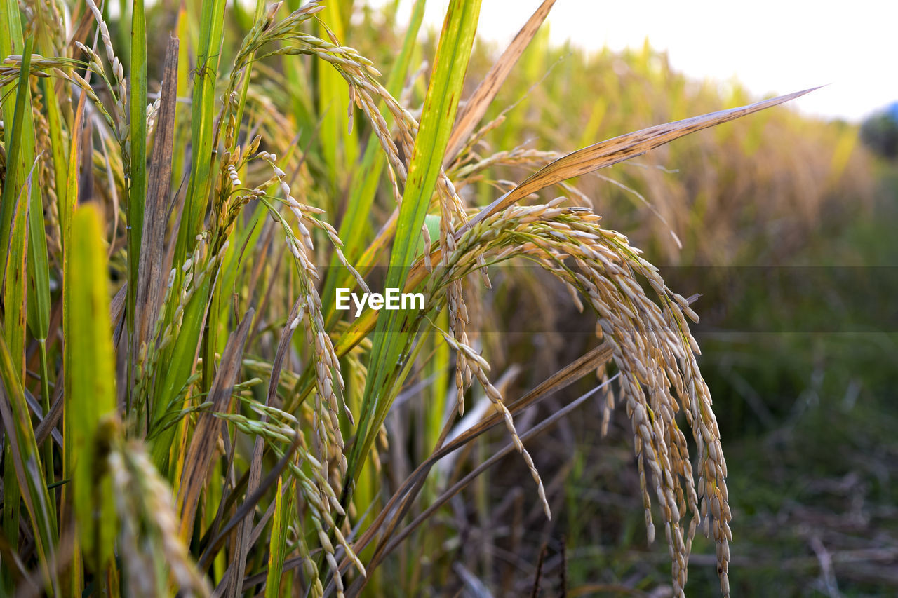 CLOSE-UP OF STALKS ON FIELD