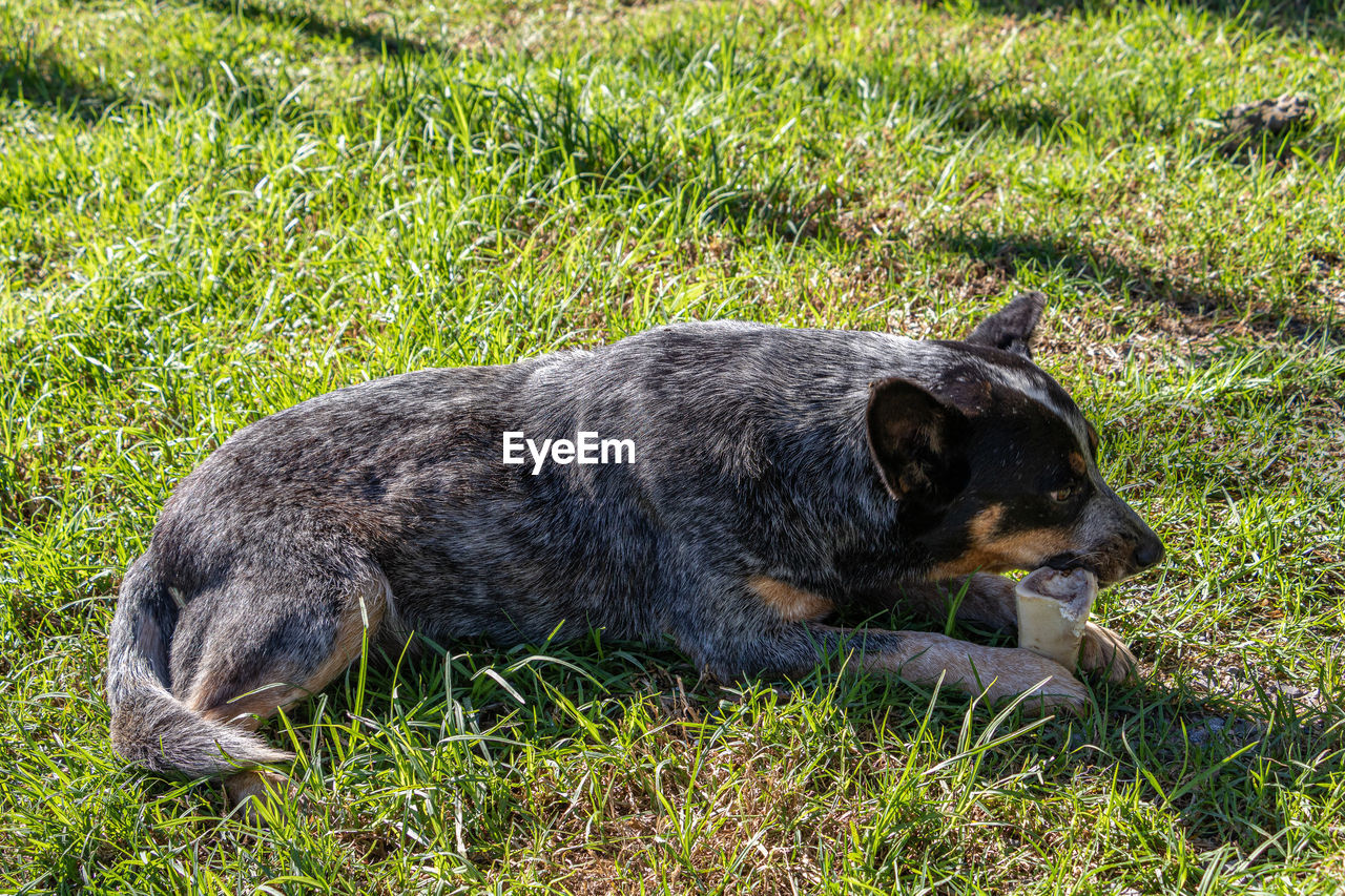 animal themes, animal, one animal, dog, mammal, pet, grass, plant, domestic animals, nature, canine, field, relaxation, land, no people, green, puppy, day, australian cattle dog, lying down, outdoors, growth, sunlight, black, resting, high angle view