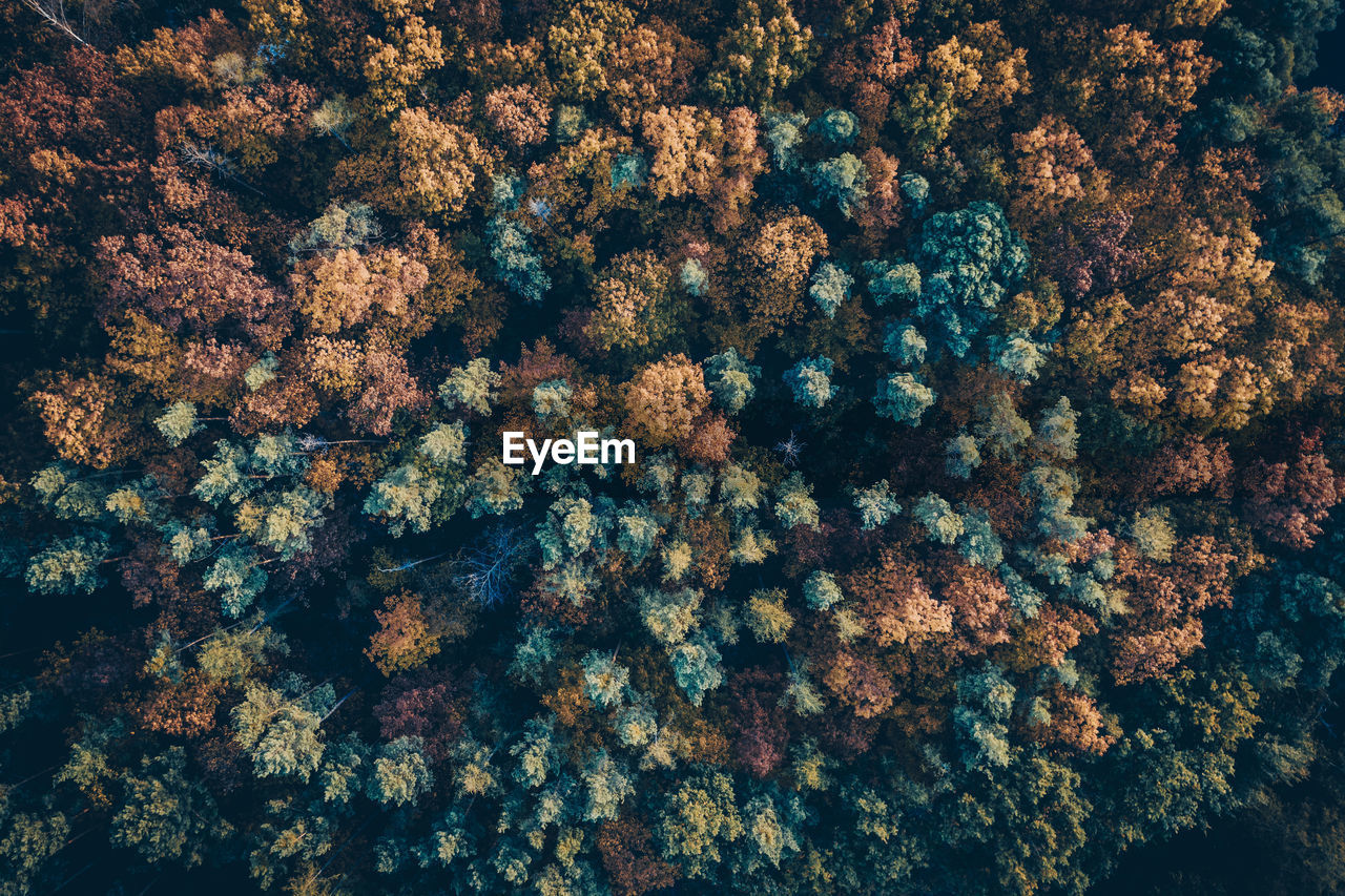 Full frame shot of trees during autumn