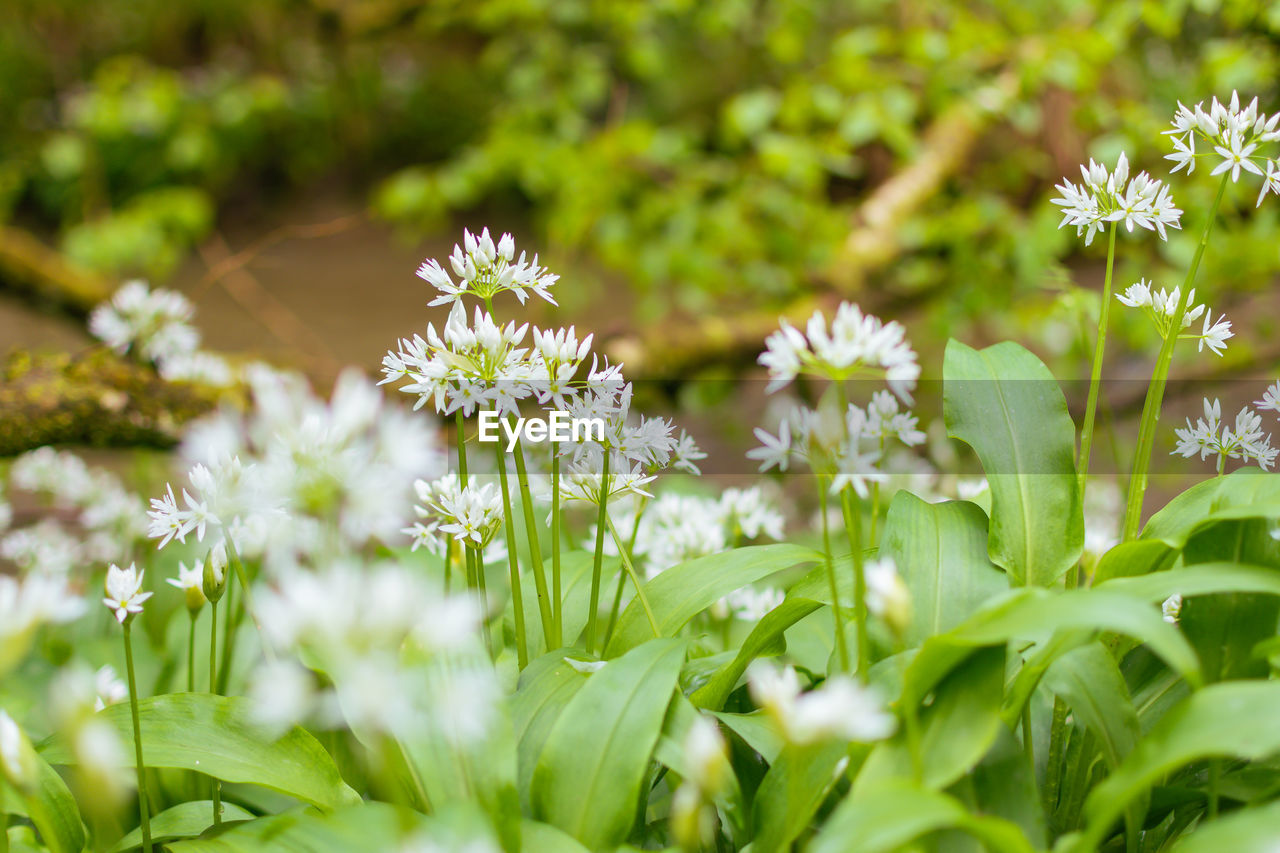 close-up of white flowering plants