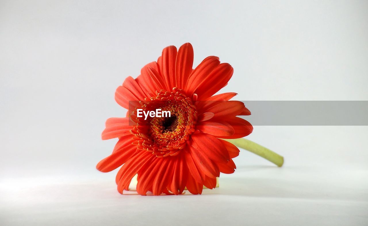 Close-up of red flower against white background