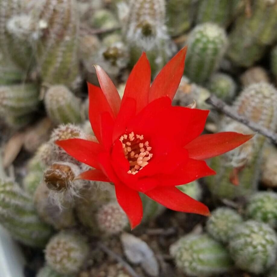 CLOSE-UP OF RED FLOWERS BLOOMING