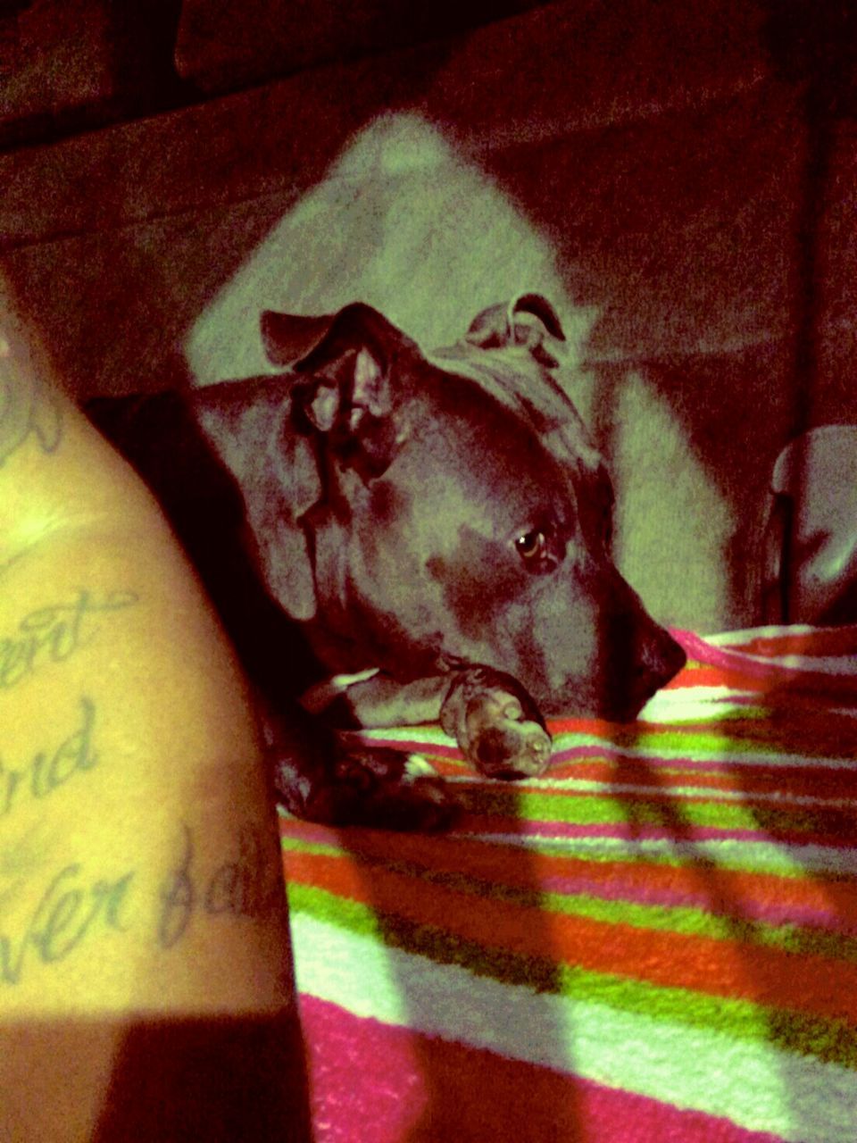 CLOSE-UP PORTRAIT OF DOG