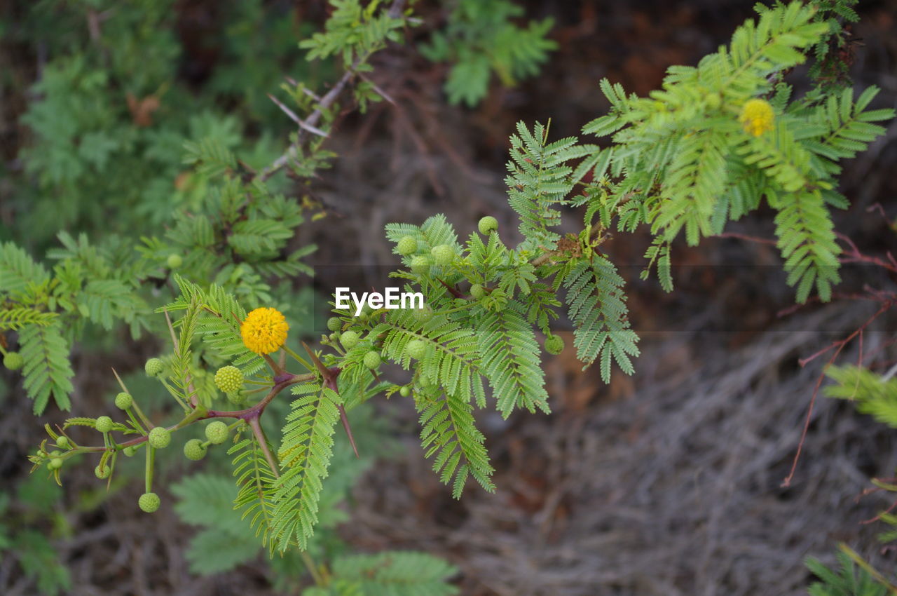 CLOSE-UP OF YELLOW FLOWERING PLANT ON LAND