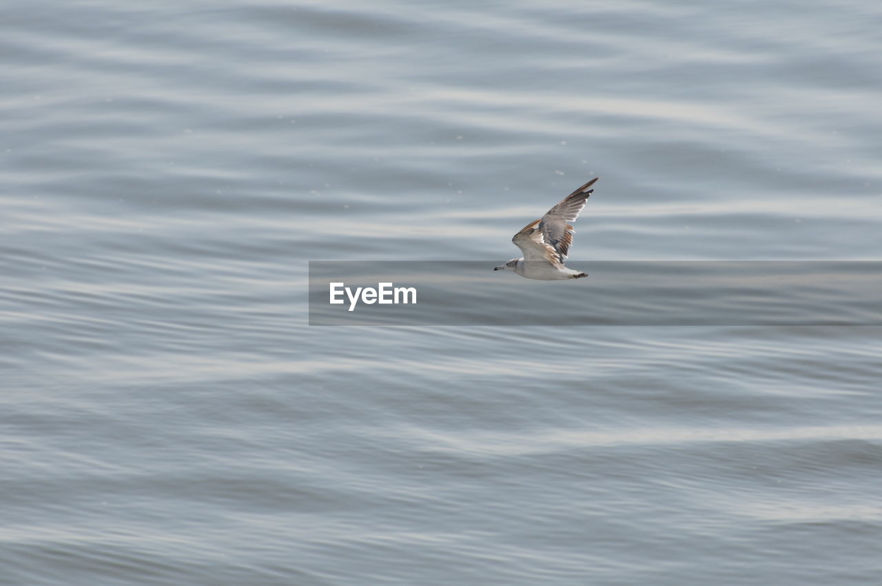 BIRD SWIMMING IN WATER