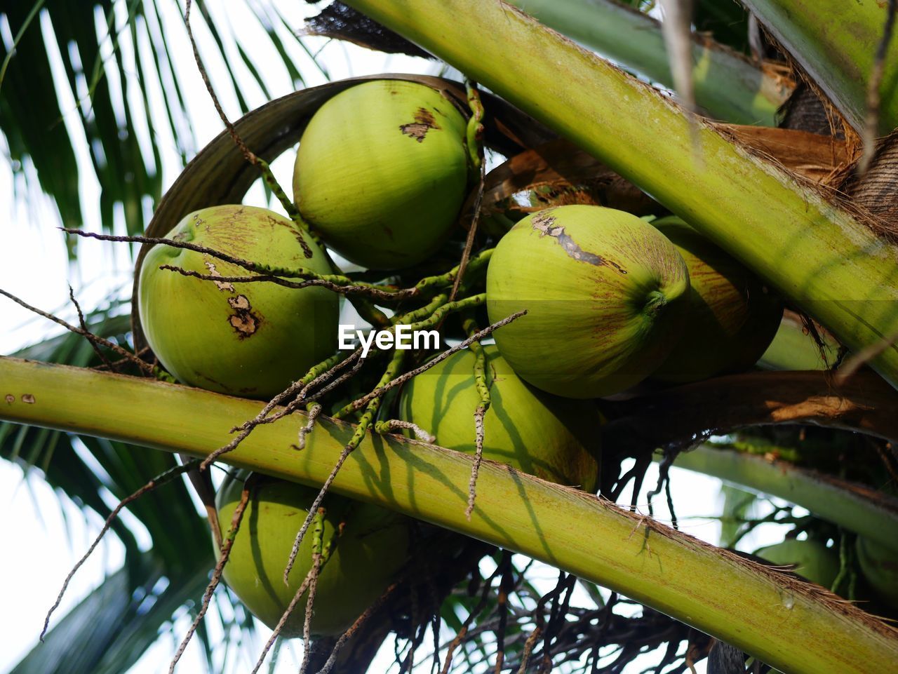 LOW ANGLE VIEW OF FRUITS