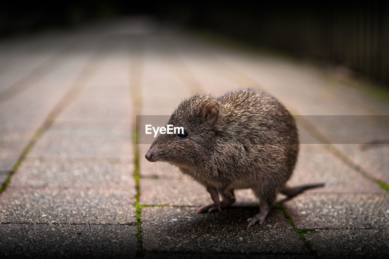 CLOSE-UP OF AN ANIMAL ON ROAD