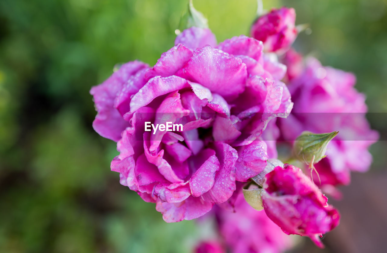 CLOSE-UP OF PINK FLOWER PLANT