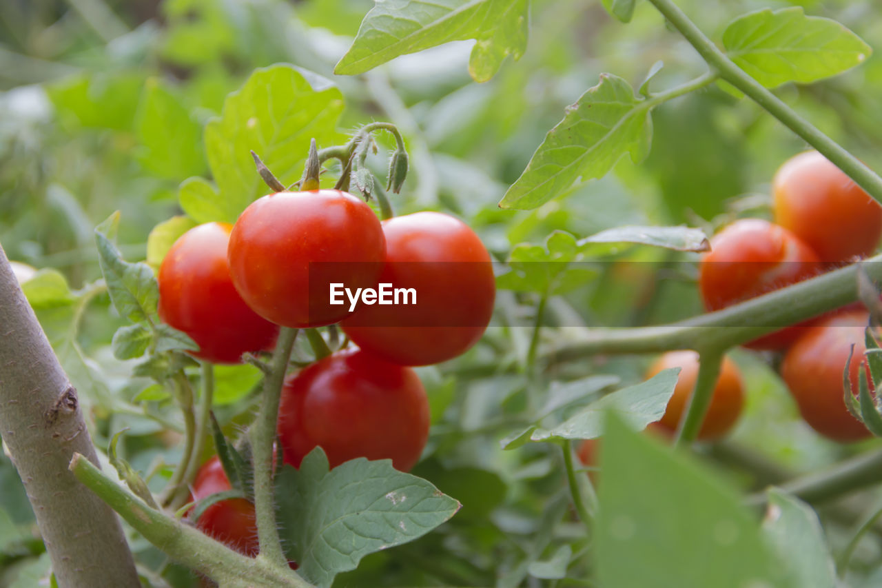 CLOSE-UP OF CHERRIES ON PLANT