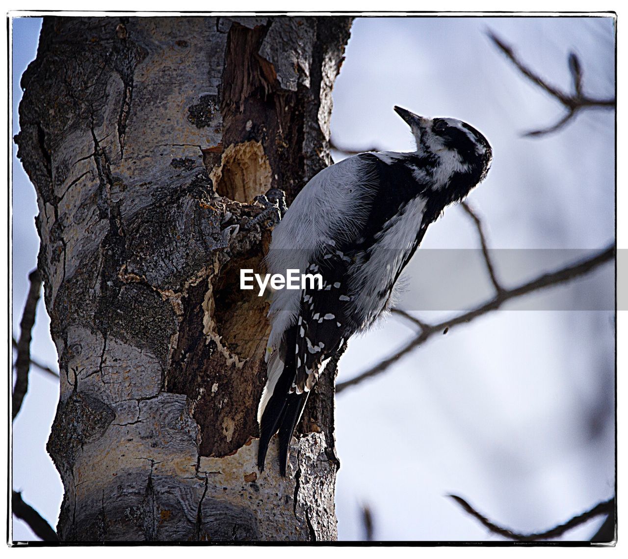 CLOSE-UP OF BIRD PERCHING ON TREE