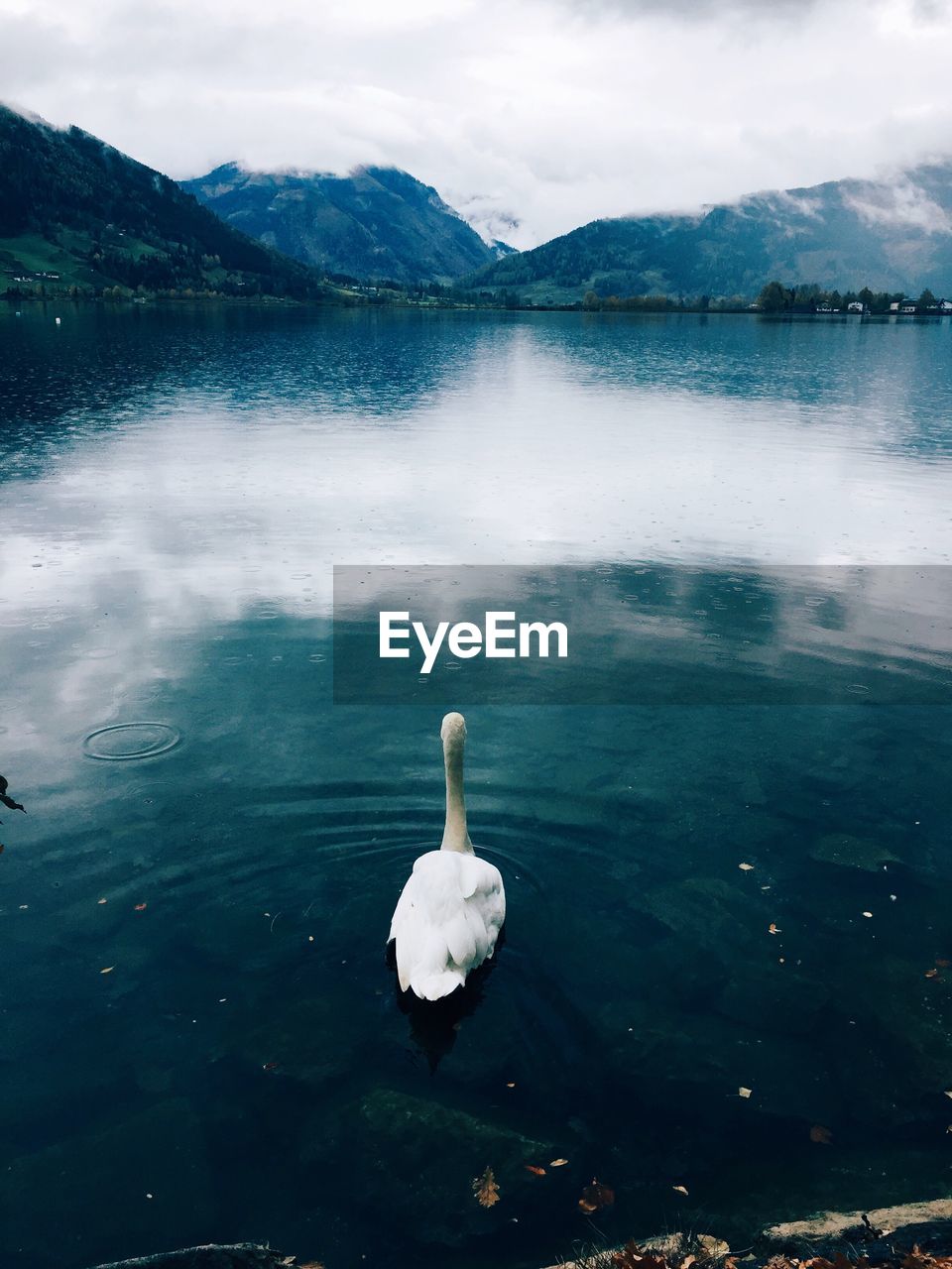 Swan swimming on lake against sky