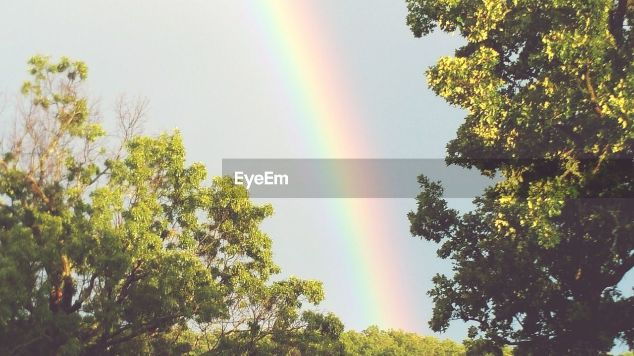 SCENIC VIEW OF RAINBOW OVER TREES