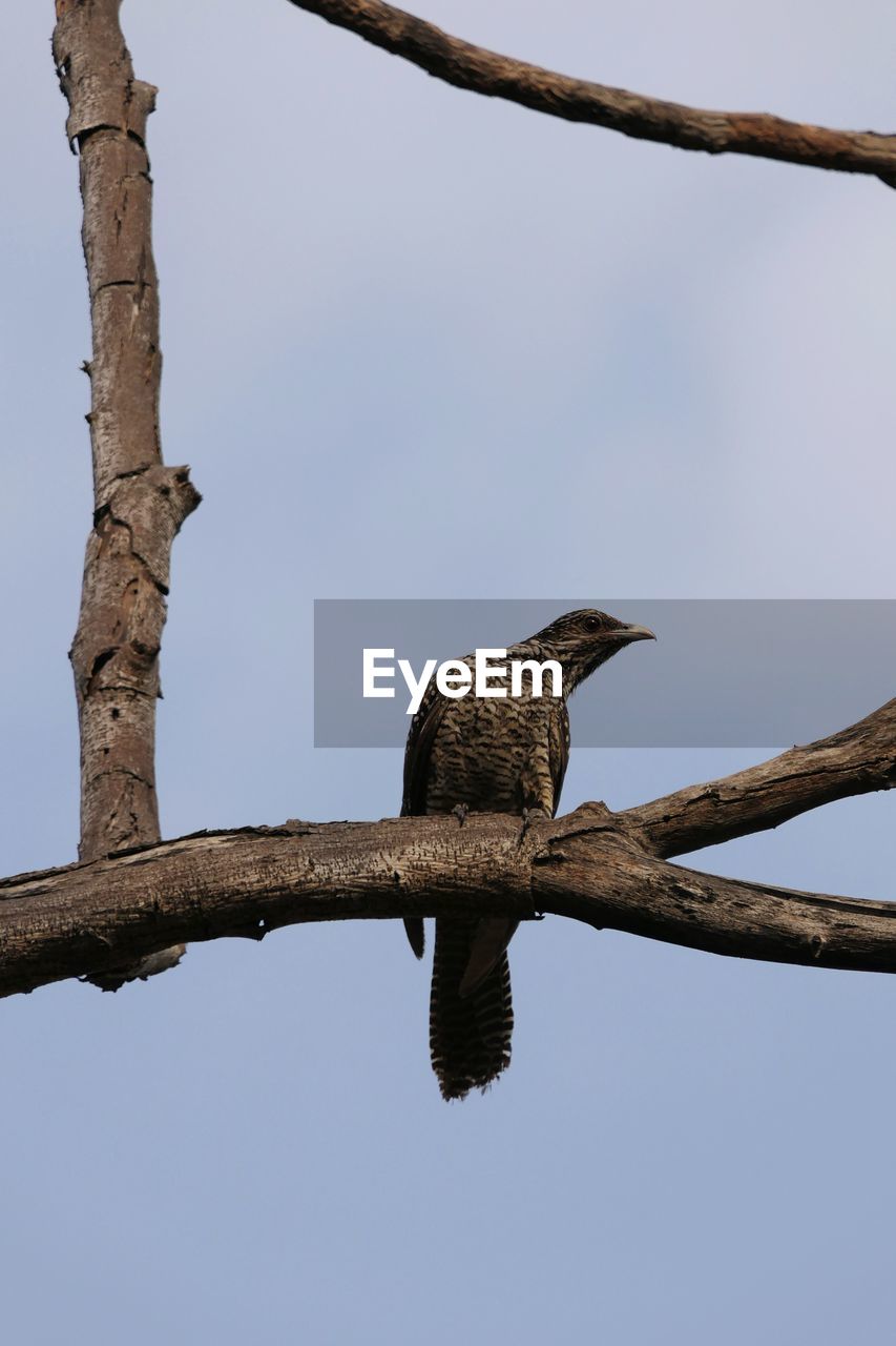 Low angle view of bird perching on branch against sky