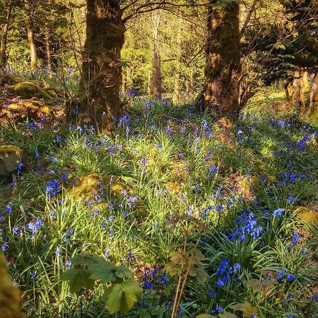 TREES GROWING IN FOREST
