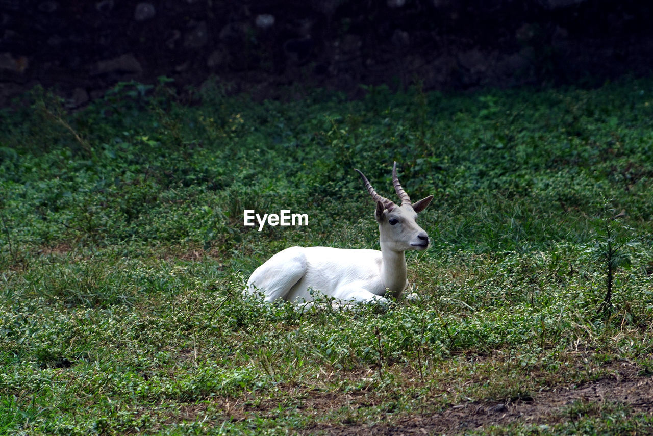 VIEW OF WHITE HORSE ON FIELD