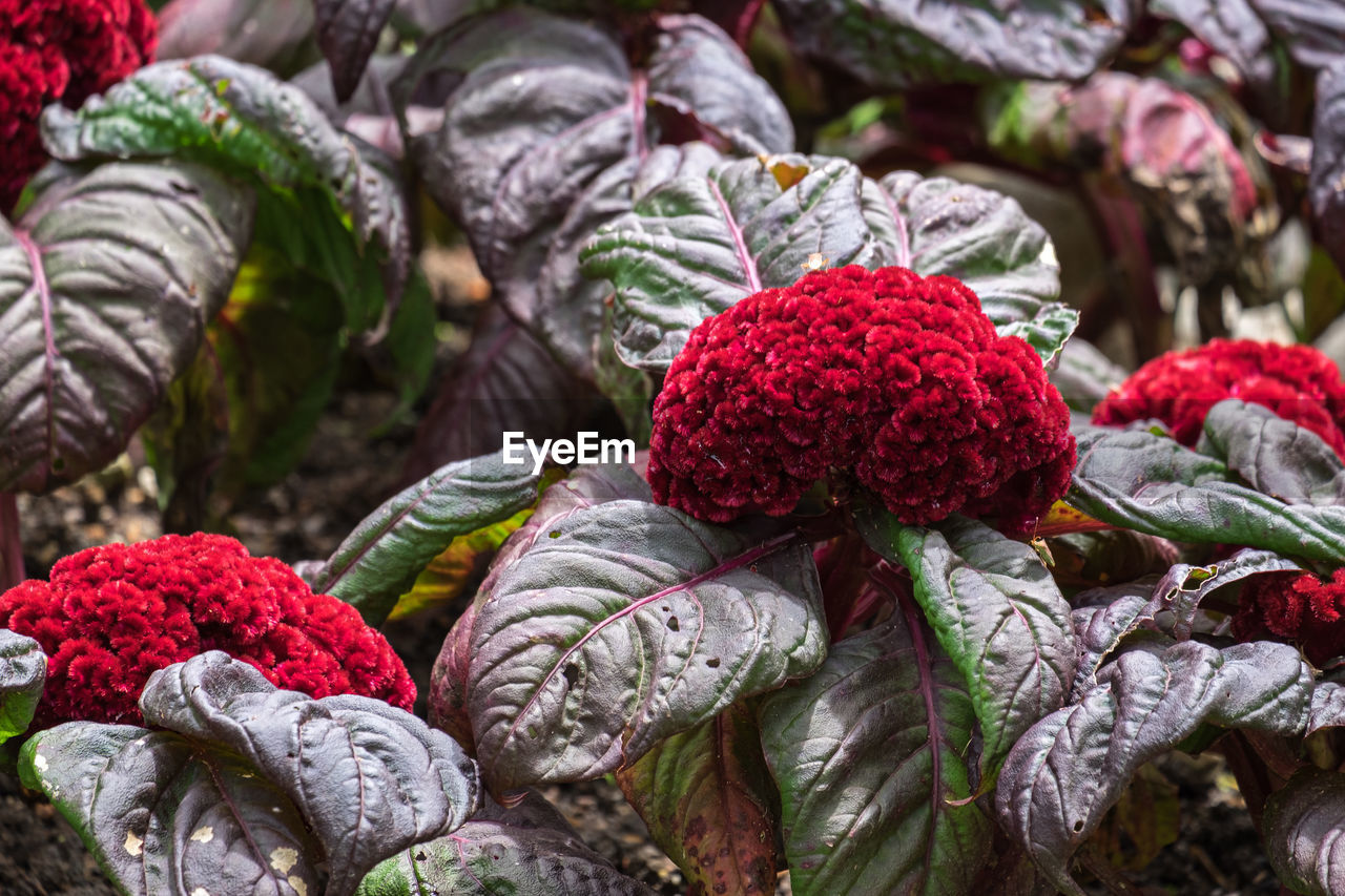 CLOSE-UP OF RED FRUITS ON PLANT