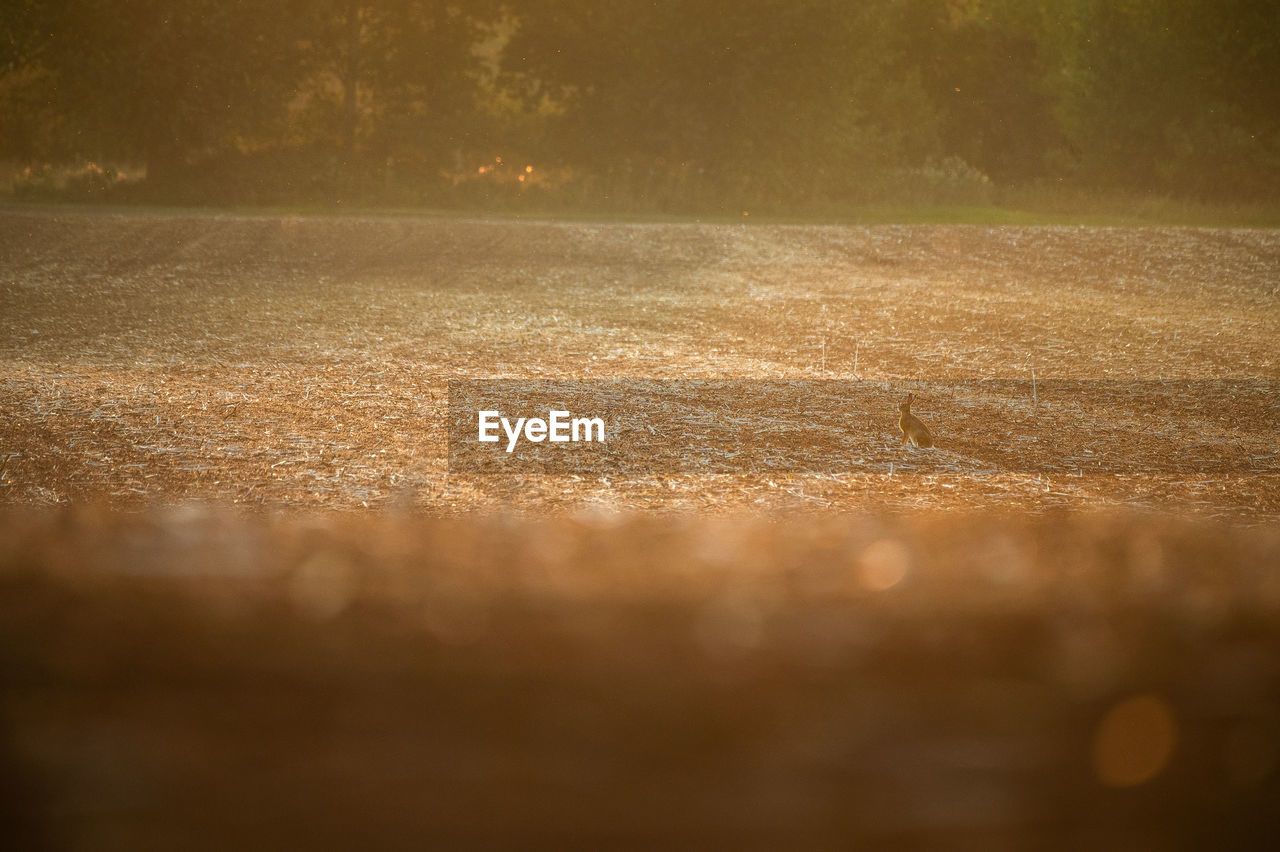 morning, sunlight, light, reflection, nature, plant, no people, land, environment, darkness, tree, tranquility, landscape, beauty in nature, leaf, sun, outdoors, dawn, fog, sky, field, backgrounds, tranquil scene, yellow, day, scenics - nature, sunrise, horizon, selective focus