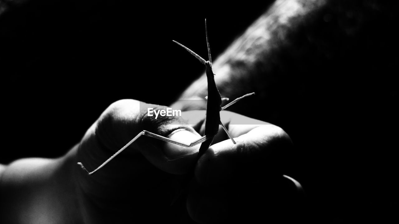 Close-up of hand holding grasshopper