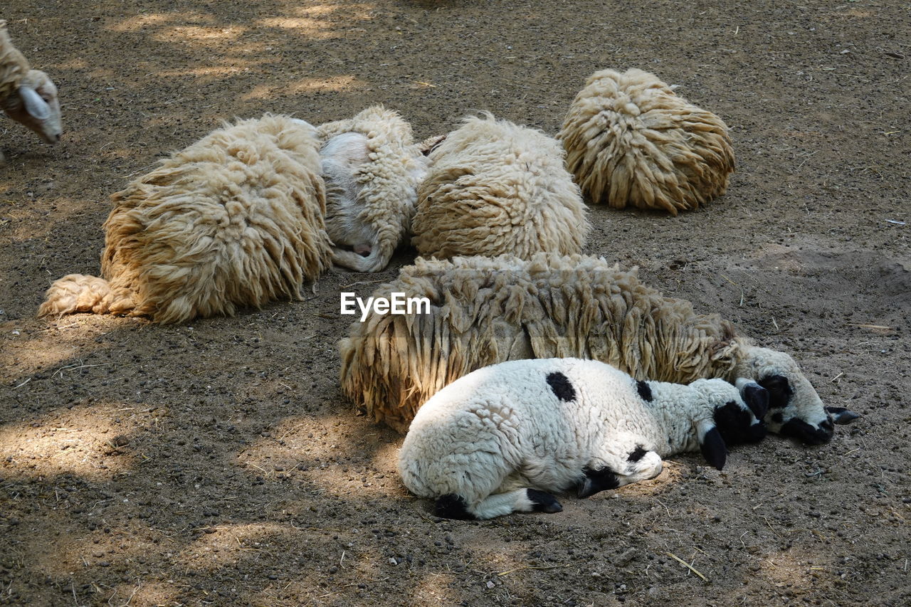 HIGH ANGLE VIEW OF SHEEP RESTING IN FIELD