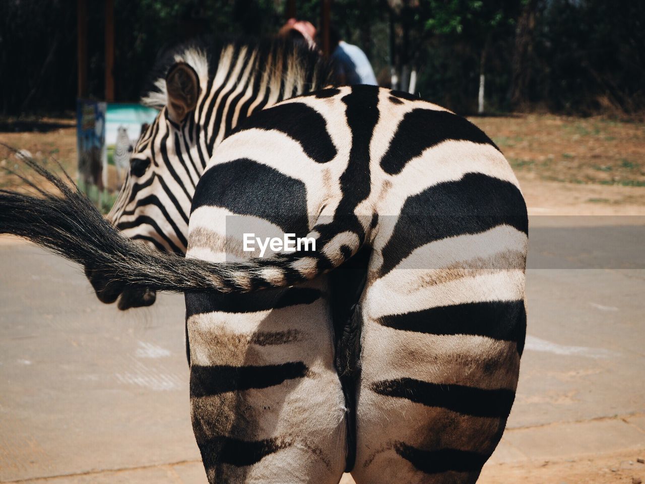 Rear view of zebra at zoo