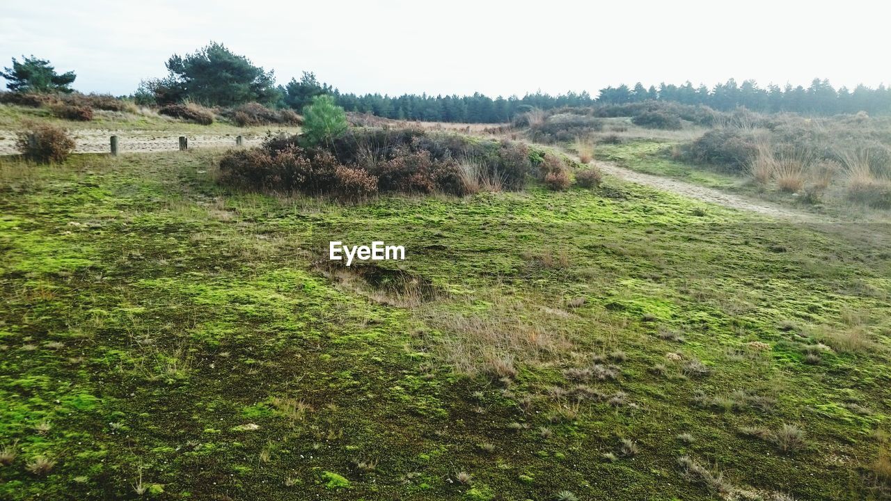 TREES ON GRASSY FIELD AGAINST SKY