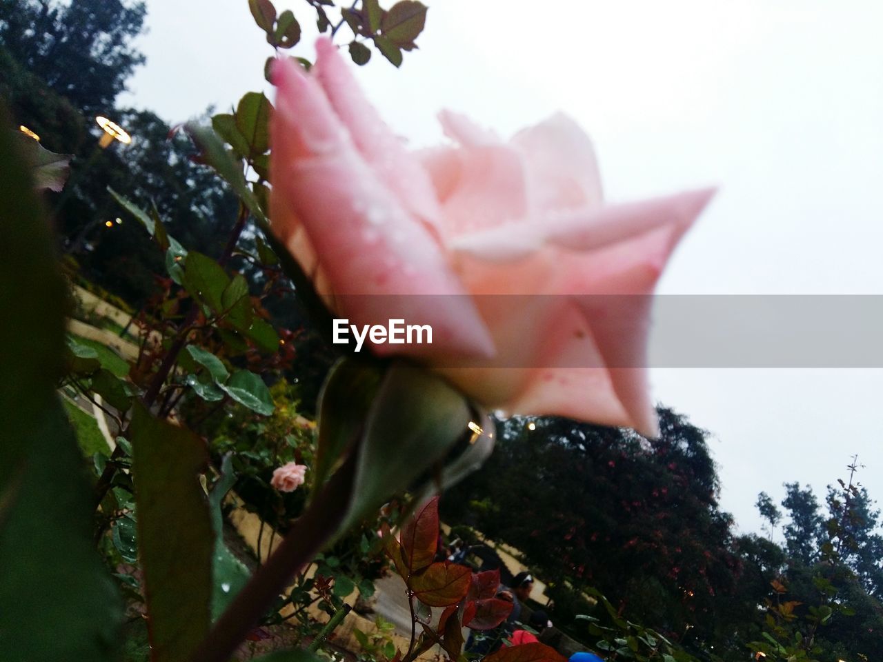 CLOSE-UP OF FLOWER AGAINST TREES