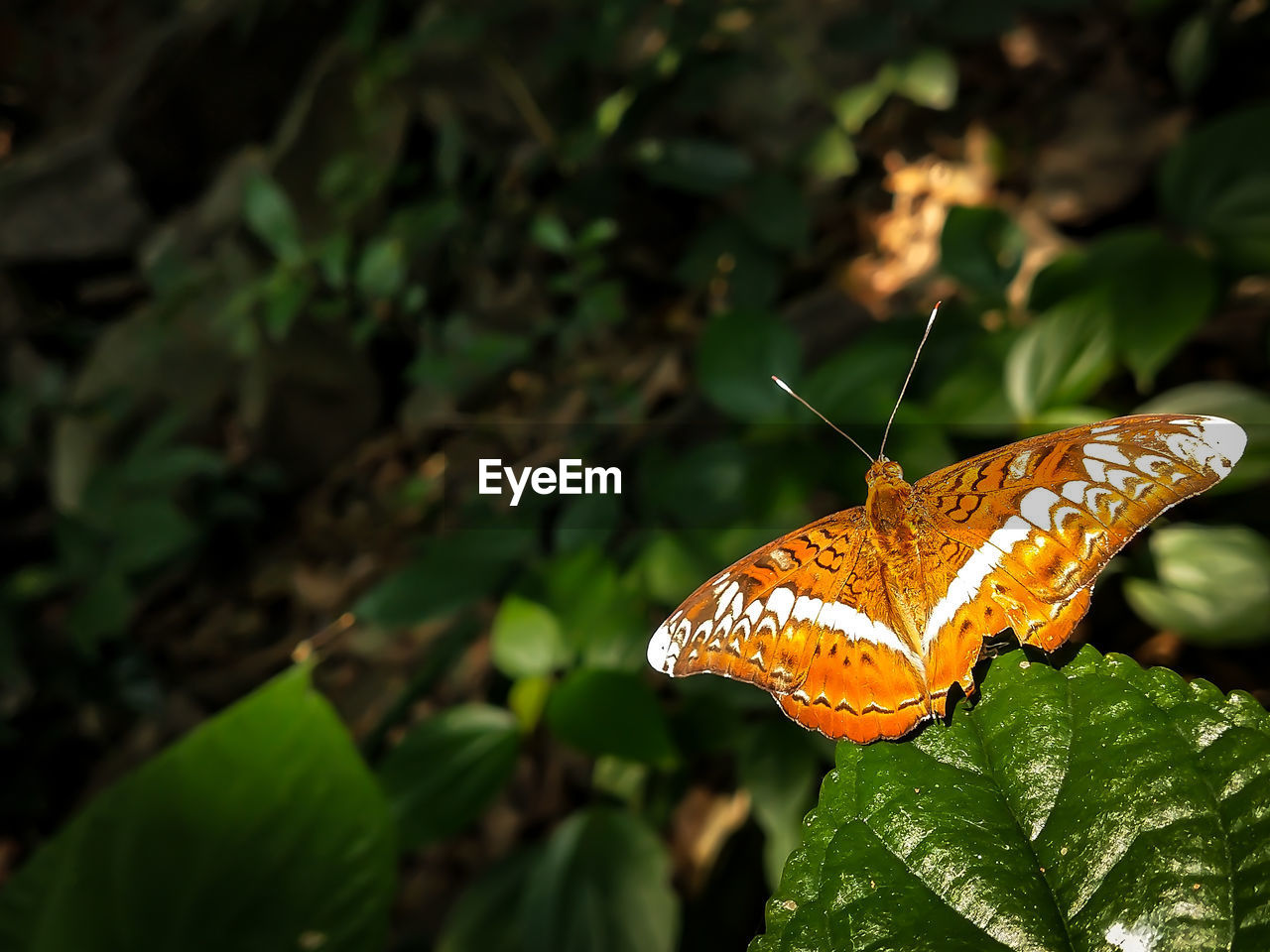 Butterfly on leaf