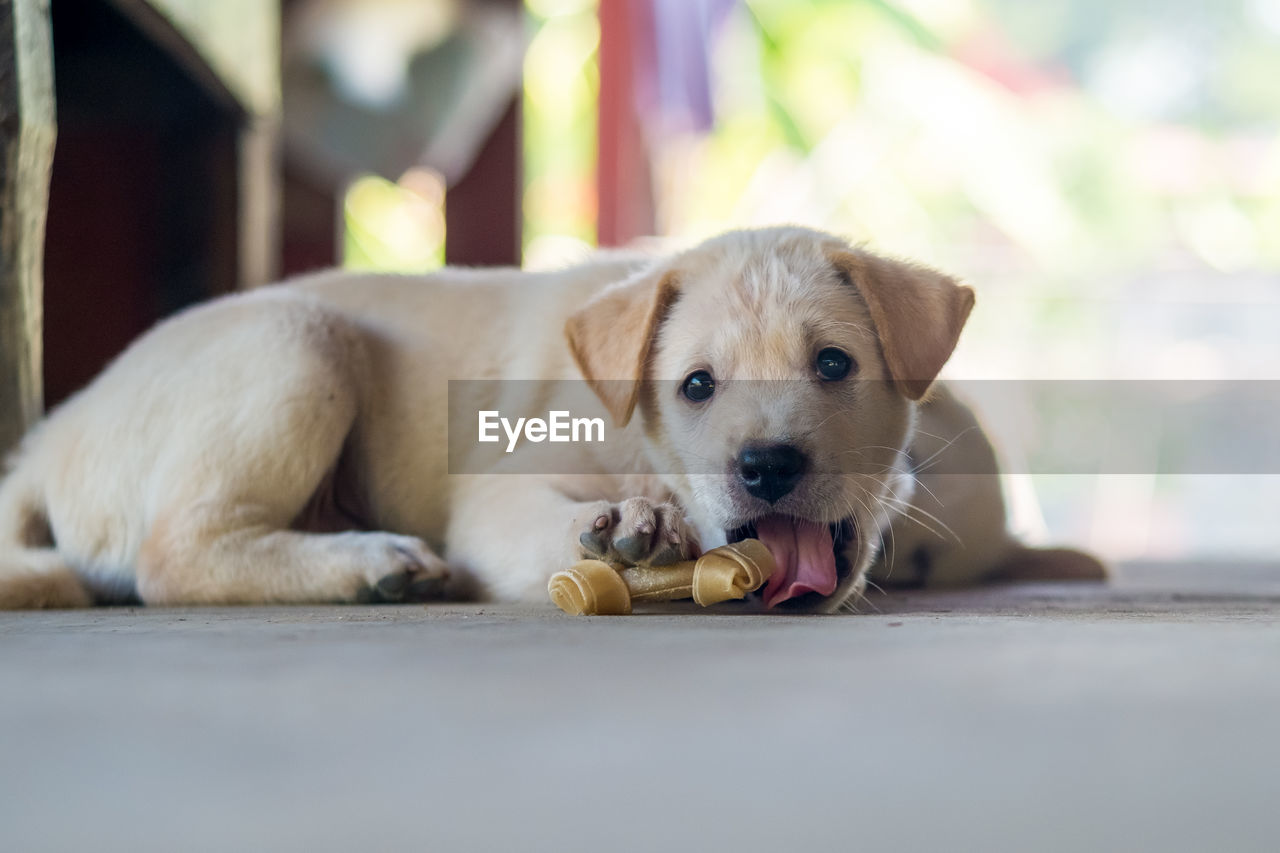 White little puppy chewing bone treat