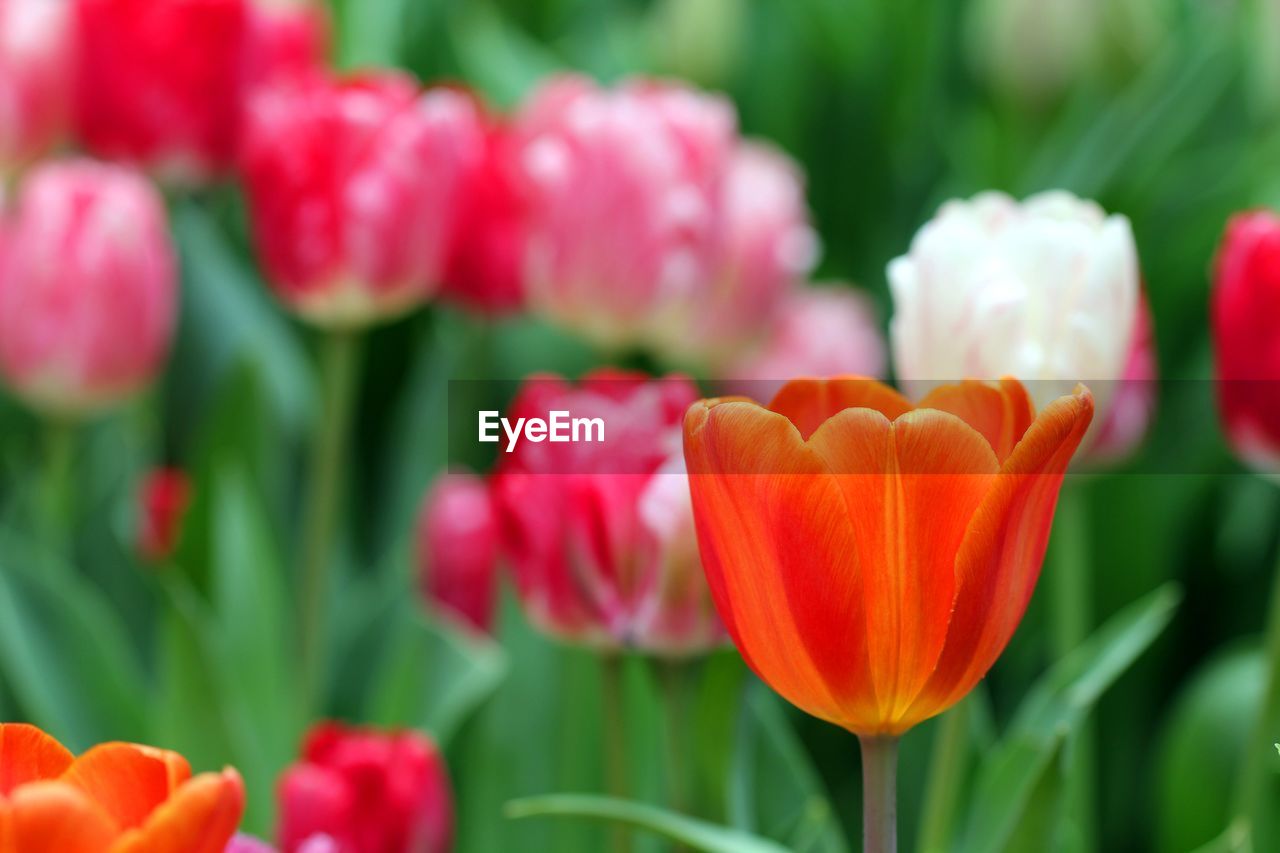 Close-up of red tulips