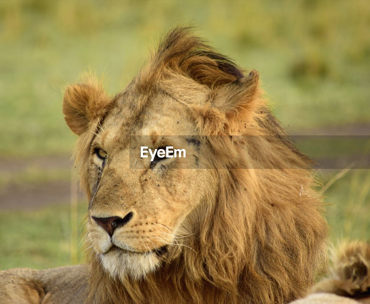 Close up of lions head with his gaze to one side