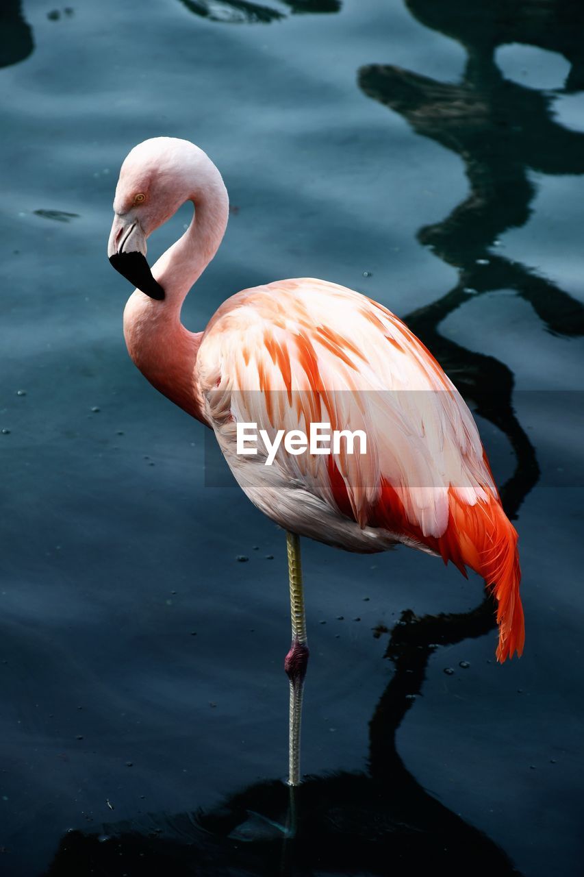 Pink flamingo close up