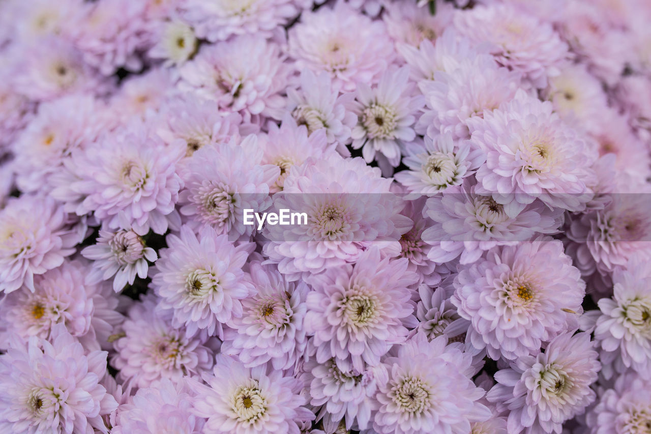 Close-up of pink flowering plants