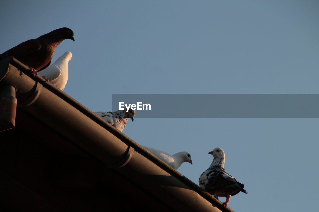 Low angle view of birds perching on roof gutter against clear sky