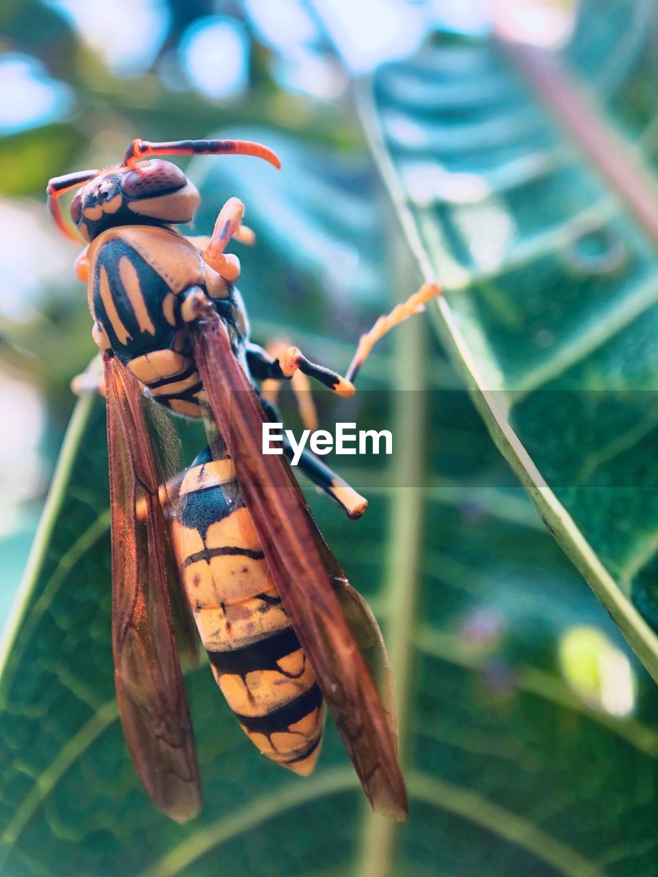 CLOSE UP OF DRAGONFLY